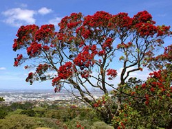 Native Trees - NZ